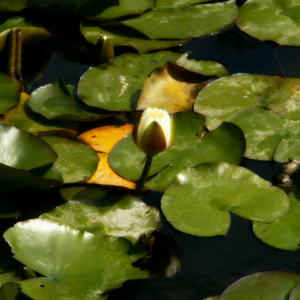 Glow Lily