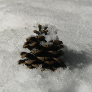 Glamour Pinecone