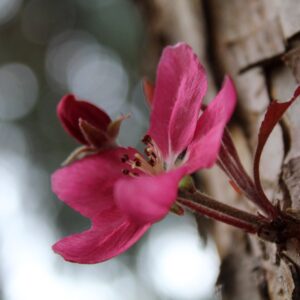 Pink Flower As A Side,Please!