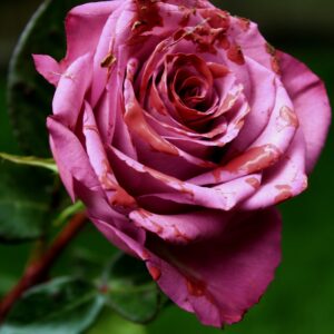 My Heart Bleeds On Roses